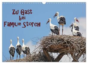 Zu Gast bei Familie Storch (Wandkalender 2024 DIN A3 quer), CALVENDO Monatskalender von GUGIGEI,  GUGIGEI