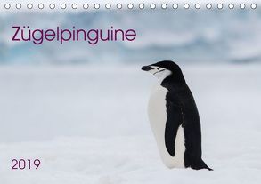 Zügelpinguine (Tischkalender 2019 DIN A5 quer) von Utelli,  Anna-Barbara