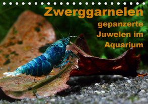 Zwerggarnelen – gepanzerte Juwelen im Aquarium (Tischkalender 2021 DIN A5 quer) von Franzmann,  Florian