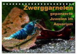 Zwerggarnelen – gepanzerte Juwelen im Aquarium (Tischkalender 2024 DIN A5 quer), CALVENDO Monatskalender von Franzmann,  Florian