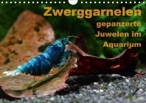 Zwerggarnelen – gepanzerte Juwelen im Aquarium (Wandkalender 2018 DIN A4 quer) von Franzmann,  Florian