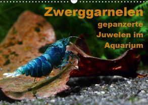 Zwerggarnelen – gepanzerte Juwelen im Aquarium (Wandkalender 2019 DIN A3 quer) von Franzmann,  Florian