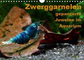 Zwerggarnelen – gepanzerte Juwelen im Aquarium (Wandkalender 2019 DIN A4 quer) von Franzmann,  Florian