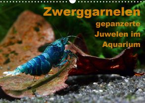 Zwerggarnelen – gepanzerte Juwelen im Aquarium (Wandkalender 2020 DIN A3 quer) von Franzmann,  Florian