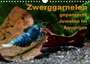 Zwerggarnelen – gepanzerte Juwelen im Aquarium (Wandkalender 2020 DIN A4 quer) von Franzmann,  Florian