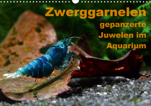 Zwerggarnelen – gepanzerte Juwelen im Aquarium (Wandkalender 2021 DIN A3 quer) von Franzmann,  Florian