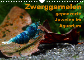 Zwerggarnelen – gepanzerte Juwelen im Aquarium (Wandkalender 2021 DIN A4 quer) von Franzmann,  Florian