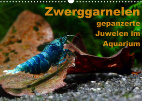 Zwerggarnelen – gepanzerte Juwelen im Aquarium (Wandkalender 2022 DIN A3 quer) von Franzmann,  Florian