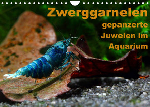 Zwerggarnelen – gepanzerte Juwelen im Aquarium (Wandkalender 2022 DIN A4 quer) von Franzmann,  Florian