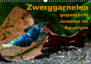 Zwerggarnelen – gepanzerte Juwelen im Aquarium (Wandkalender 2023 DIN A3 quer) von Franzmann,  Florian