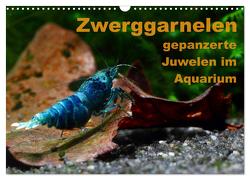 Zwerggarnelen – gepanzerte Juwelen im Aquarium (Wandkalender 2024 DIN A3 quer), CALVENDO Monatskalender von Franzmann,  Florian