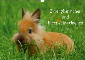 Zwergkaninchen und Meerschweinchen (Posterbuch DIN A3 quer) von Kattobello,  k.A.