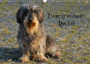 Zwergrauhaar-Dackel (Posterbuch DIN A3 quer) von Kattobello,  k.A.