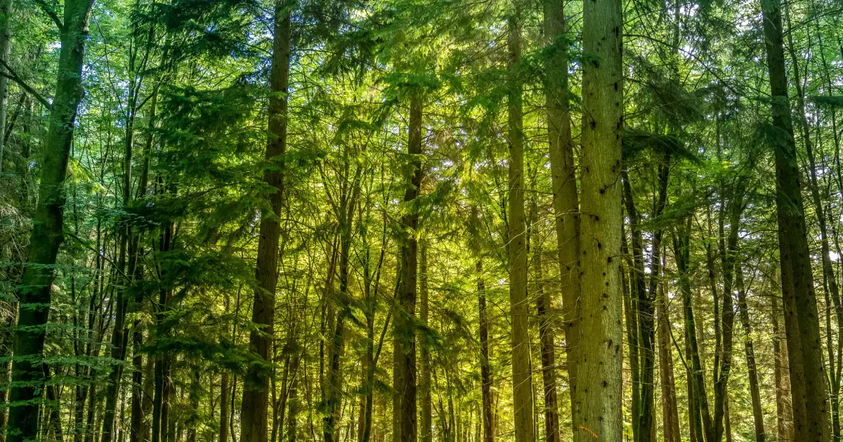 FSC oder PEFC: Welches Holzsiegel sollte ich beim Möbelkauf bevorzugen?